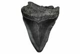 Fossil Megalodon Tooth - South Carolina #341439-1